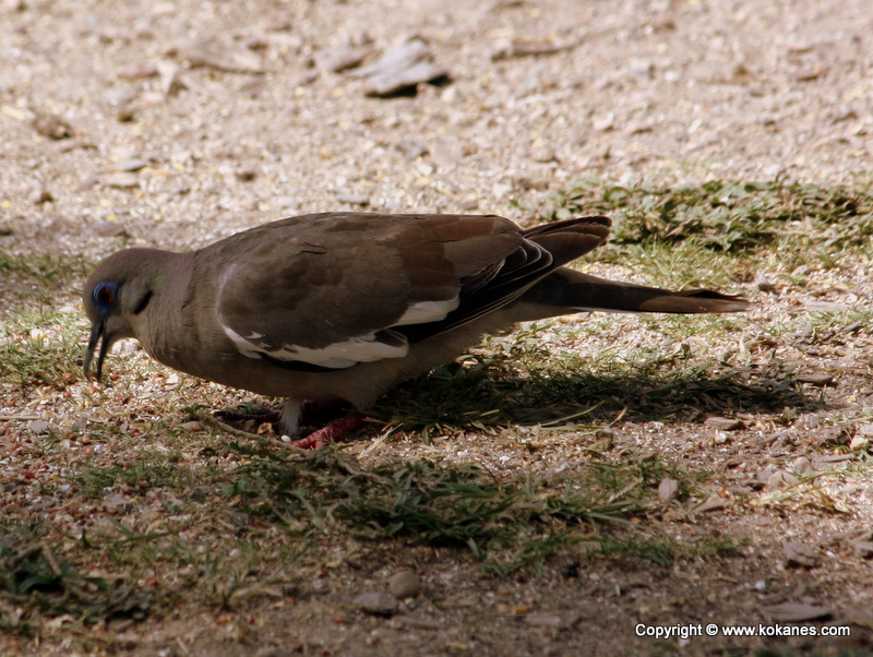 White-winged Dove